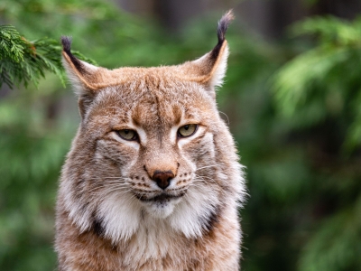 Euraziatische lynx - De Zonnegloed - Dierenpark - Dieren opvangcentrum - Sanctuary